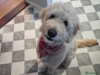 Goldendoodle dogs Goldendoodle for sale - Advert 1