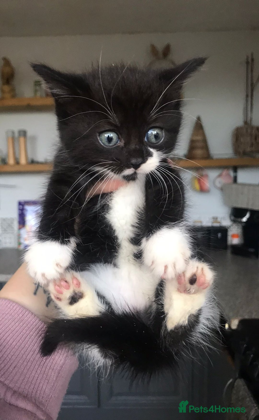 Mixed Breed cats for sale: 4 ragdoll cross mackerel tabby kittens  - Advert 7