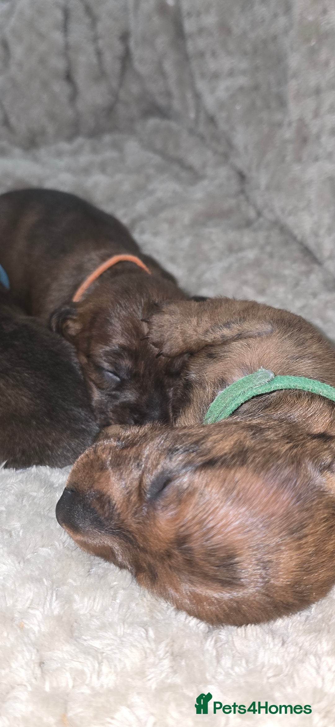 Miniature Dachshund dogs for sale: Miniature dachshund  - Image 21