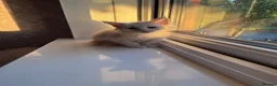 Maine Coon cats for sale: Maine Coon Kittens-Black Smoke&Cream Silver - Advert 31