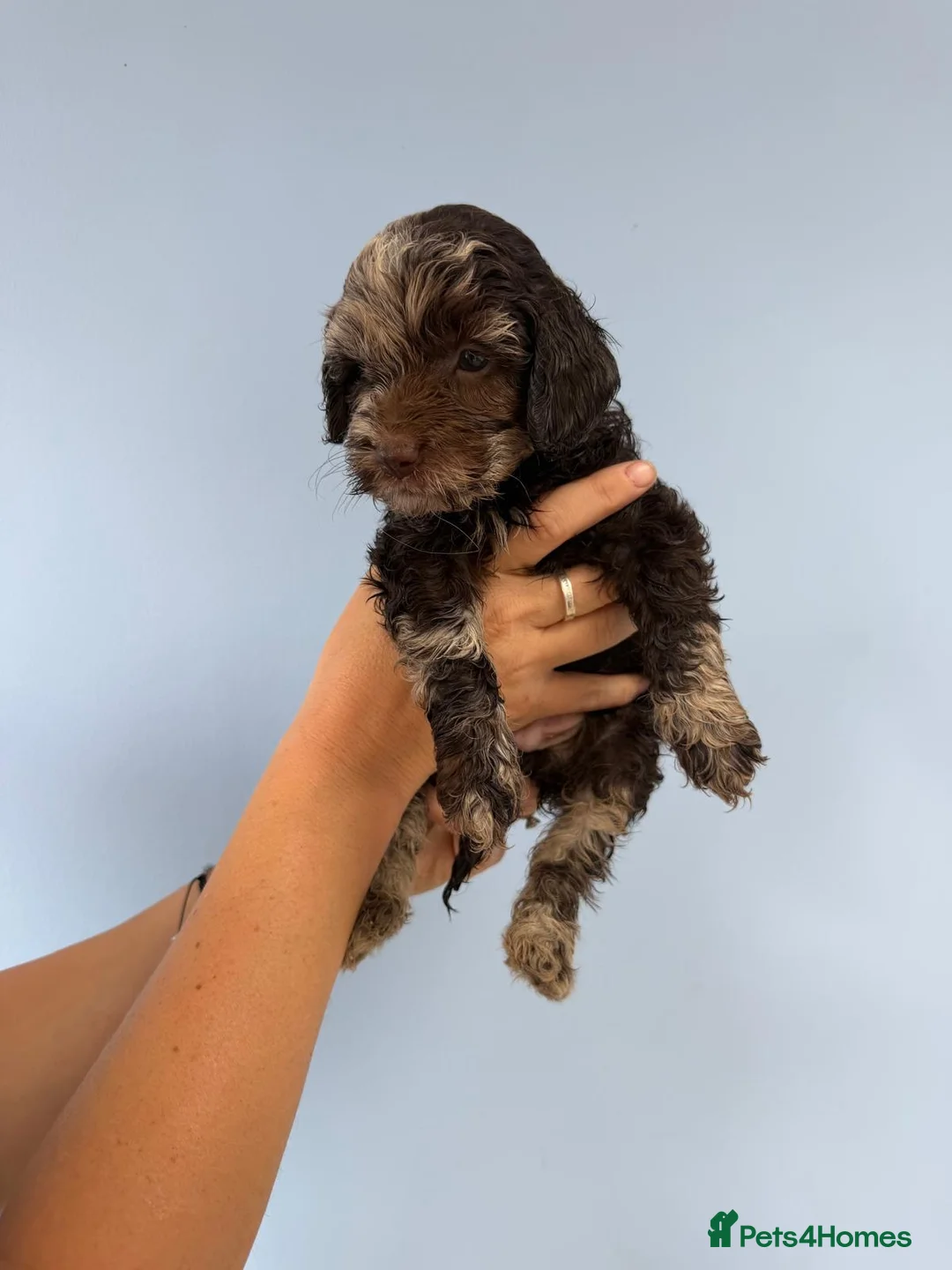 Cockapoo dogs for sale: Gorgeous F1B Cockapoo Puppies 🐾 - Advert 16