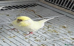 Budgerigars birds for sale: Young and adult unique colour budgies in London - Image 12