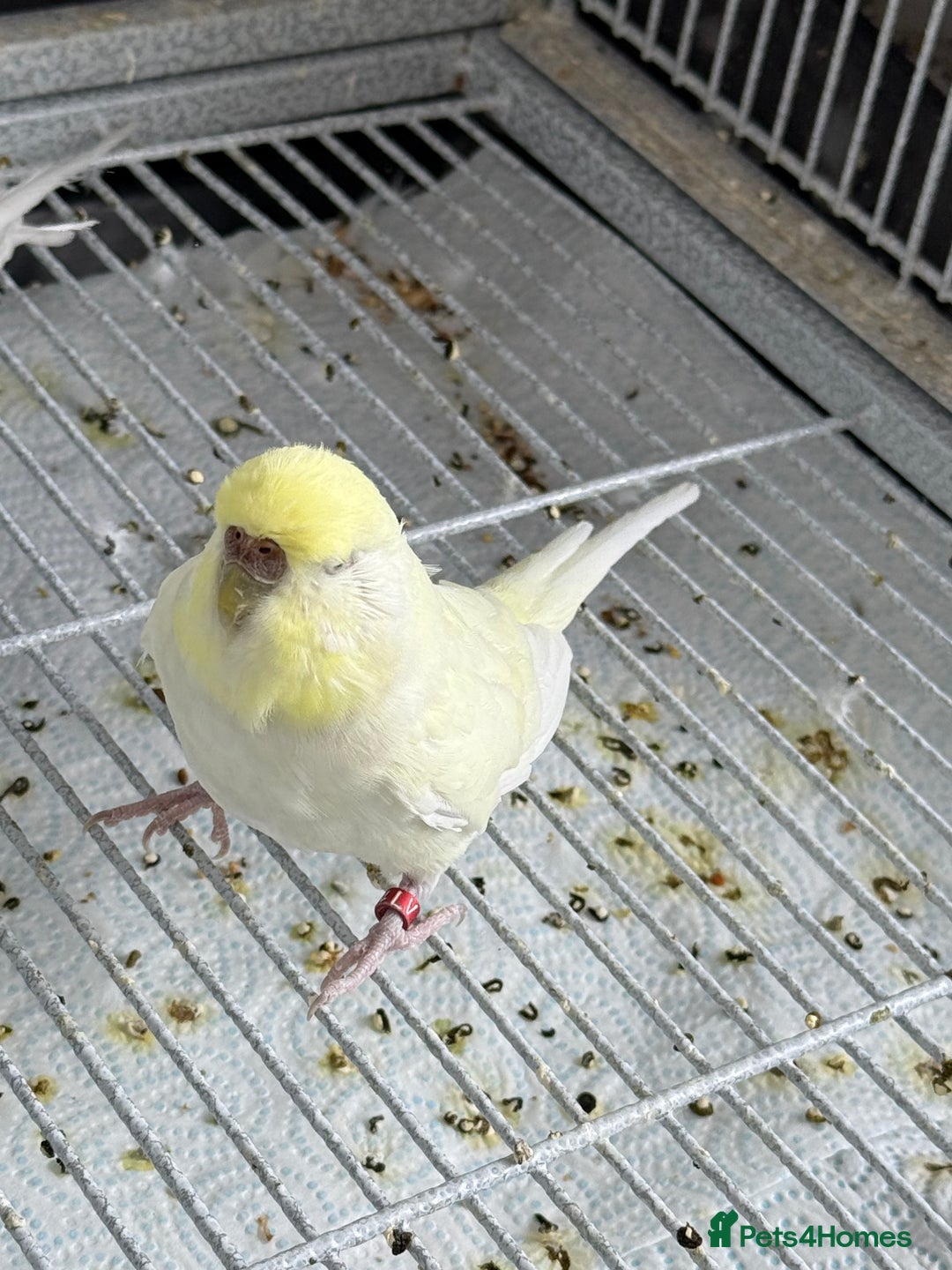 Budgerigars birds for sale: Young and adult unique colour budgies in London - Image 12