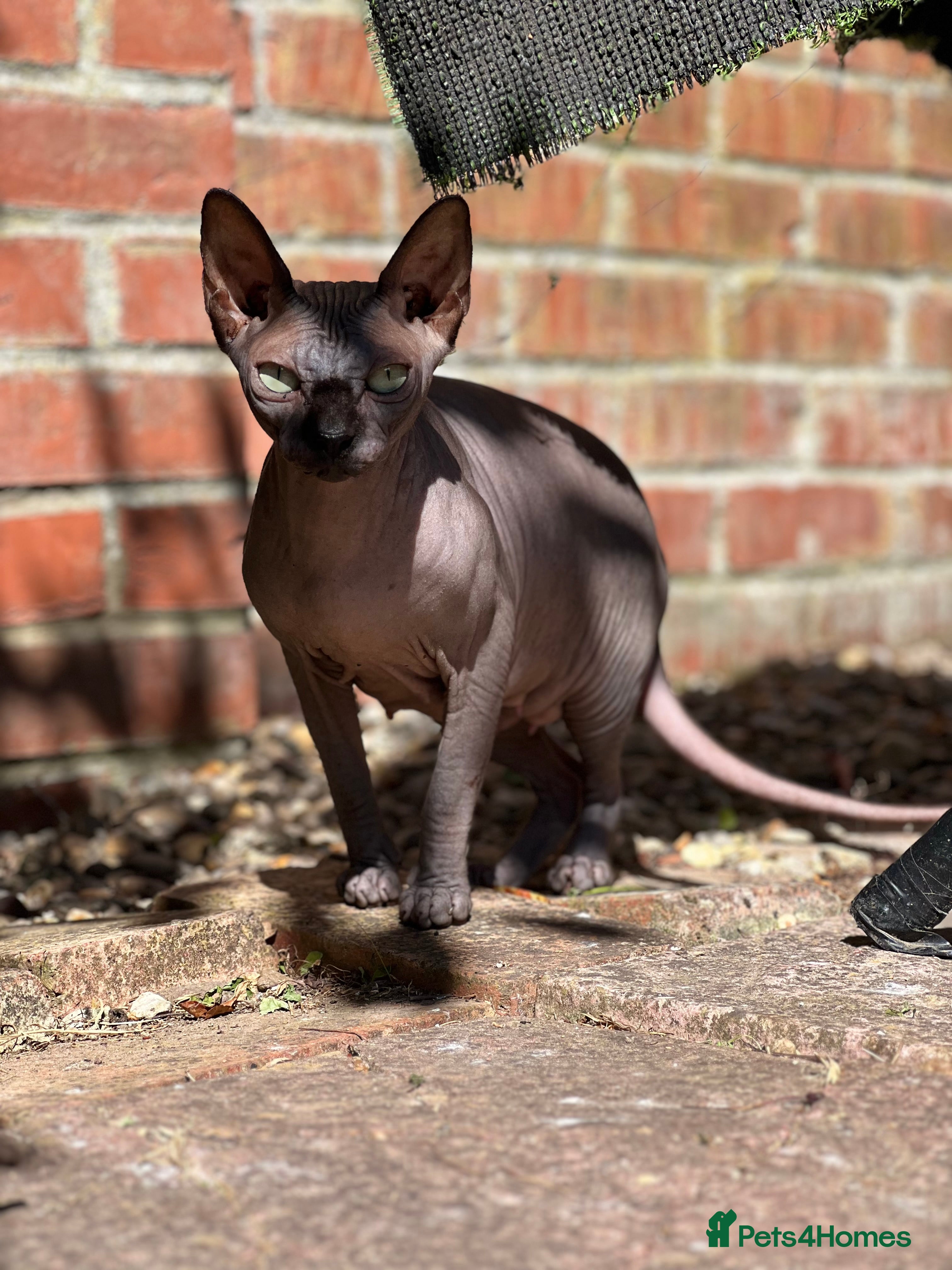 Sphynx cats Sphynx girl for sale - Advert 1