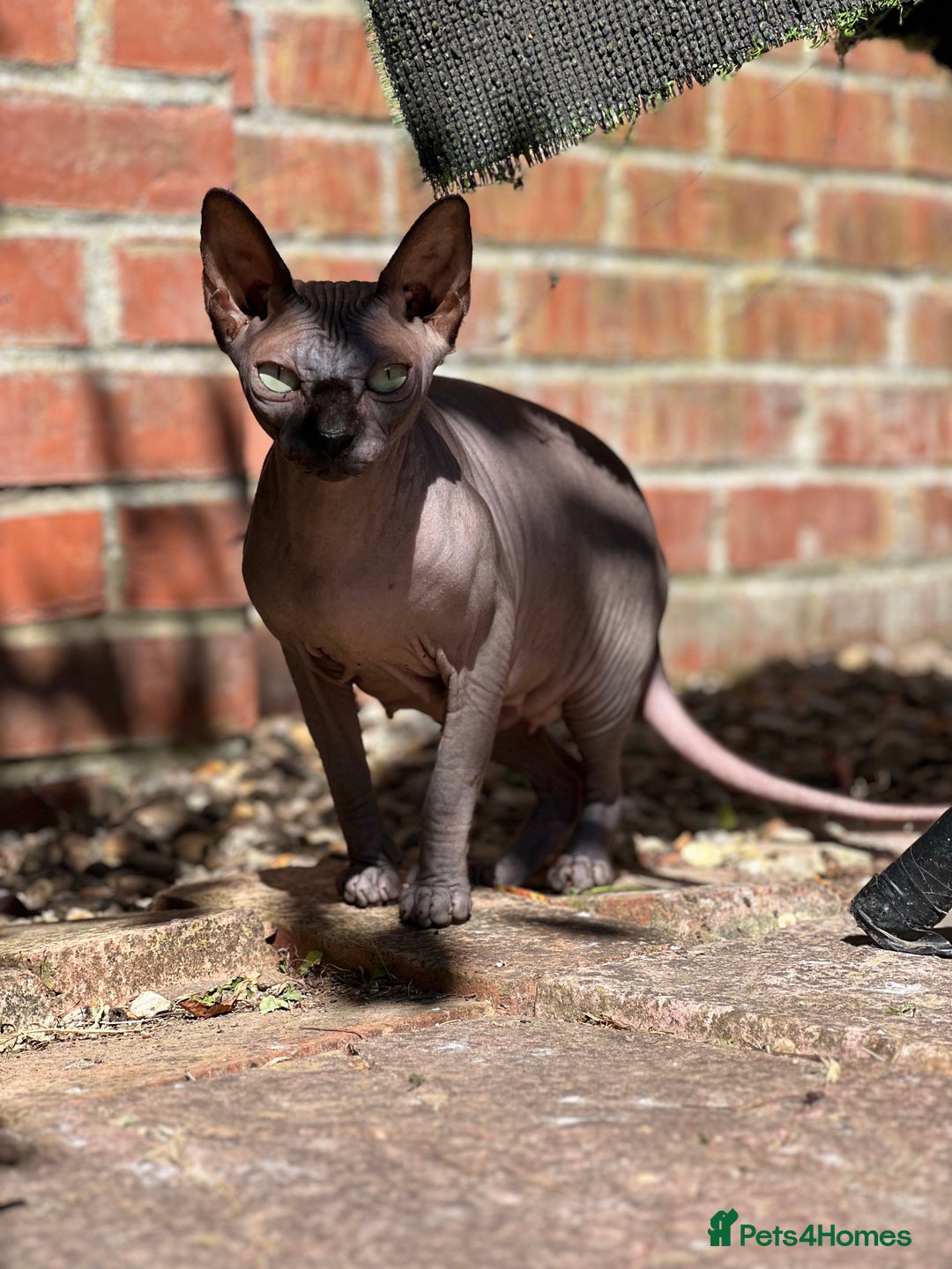 Sphynx cats for sale: Sphynx girl for sale - Advert 1