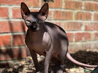 Sphynx cats Sphynx girl for sale - Advert 1
