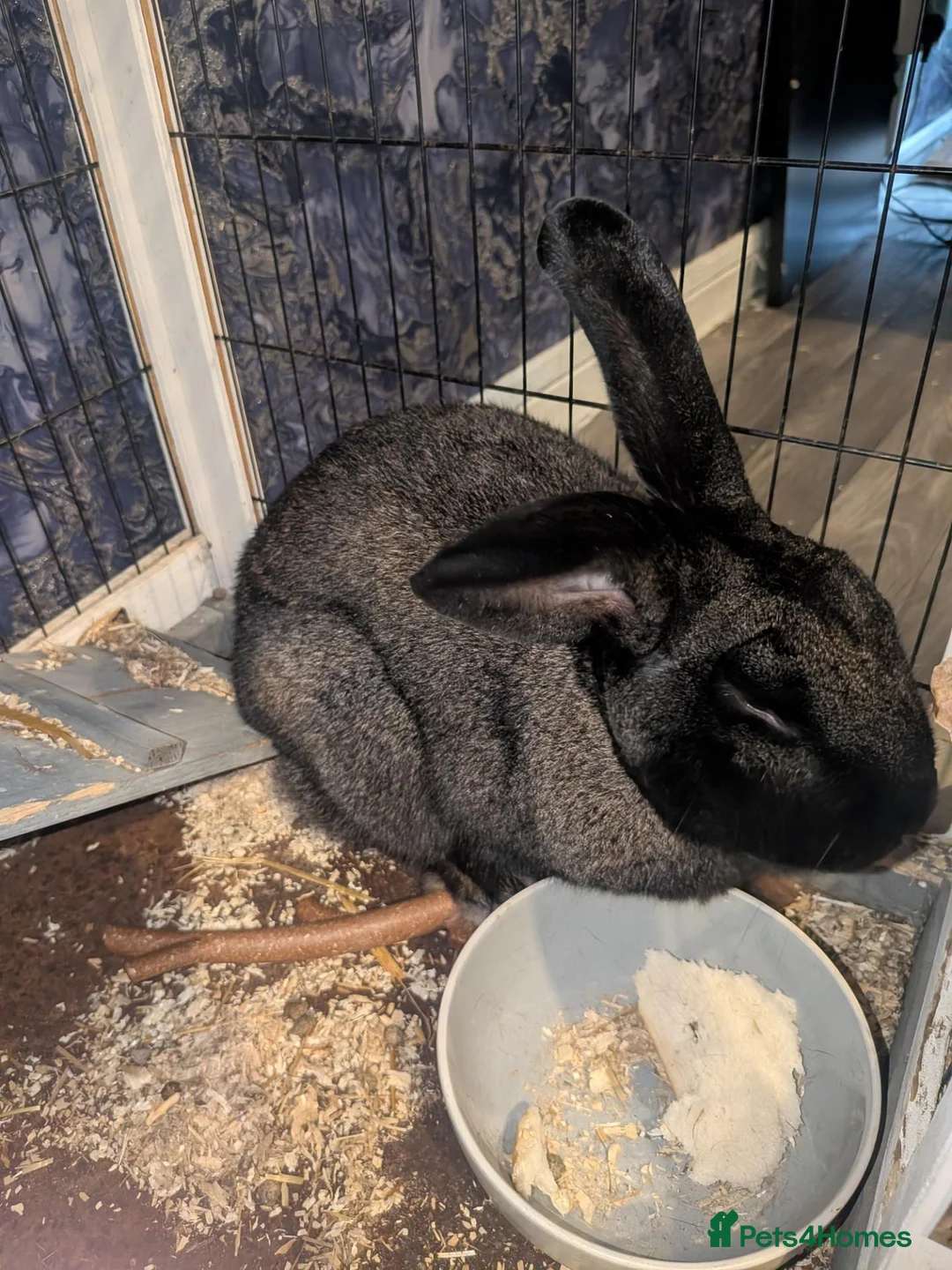 Chinchilla rabbits for sale: Giant rabbit  in Willenhall - Advert 2
