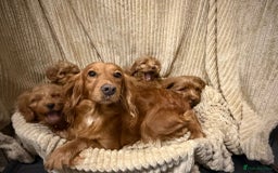 Cockapoo dogs for sale: Red Cockapoo  - Image 9