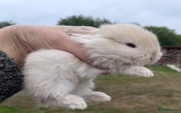 Mini Lop rabbits for sale: Baby mini lops ready to reserve !! - Image 32