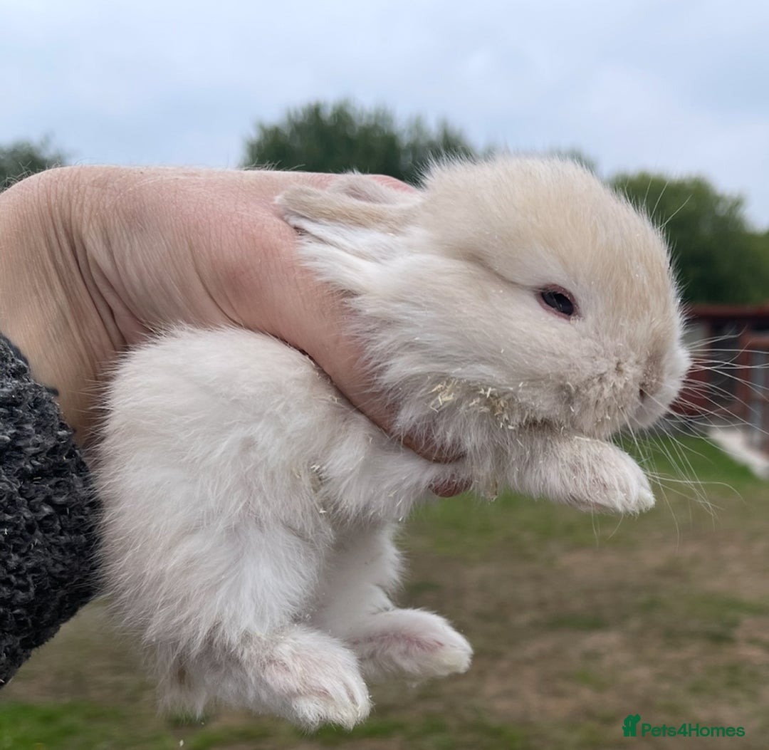 Mini Lop rabbits for sale: Baby mini lops ready to reserve !! - Image 32