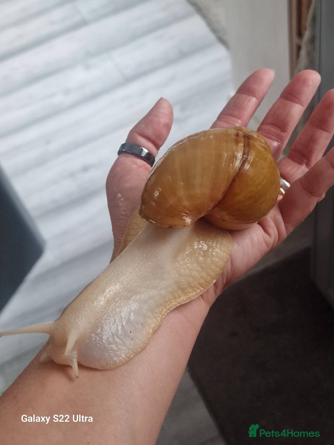 Snails invertebrates for sale: African albino snails (babies) - Image 5