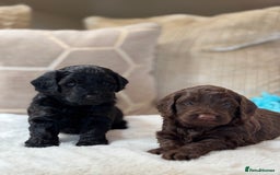 Cockapoo dogs for sale: ** BEAUTIFUL CHOC & EBONY TOY F1 COCKAPOO PUPS ** - Image 9