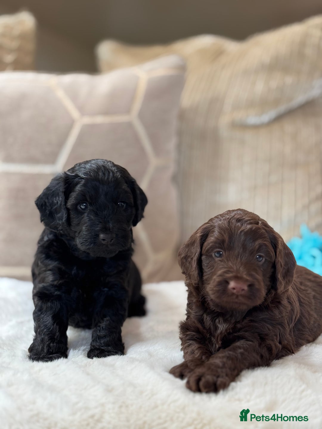 Cockapoo dogs for sale: ** BEAUTIFUL CHOC & EBONY TOY F1 COCKAPOO PUPS ** - Image 9