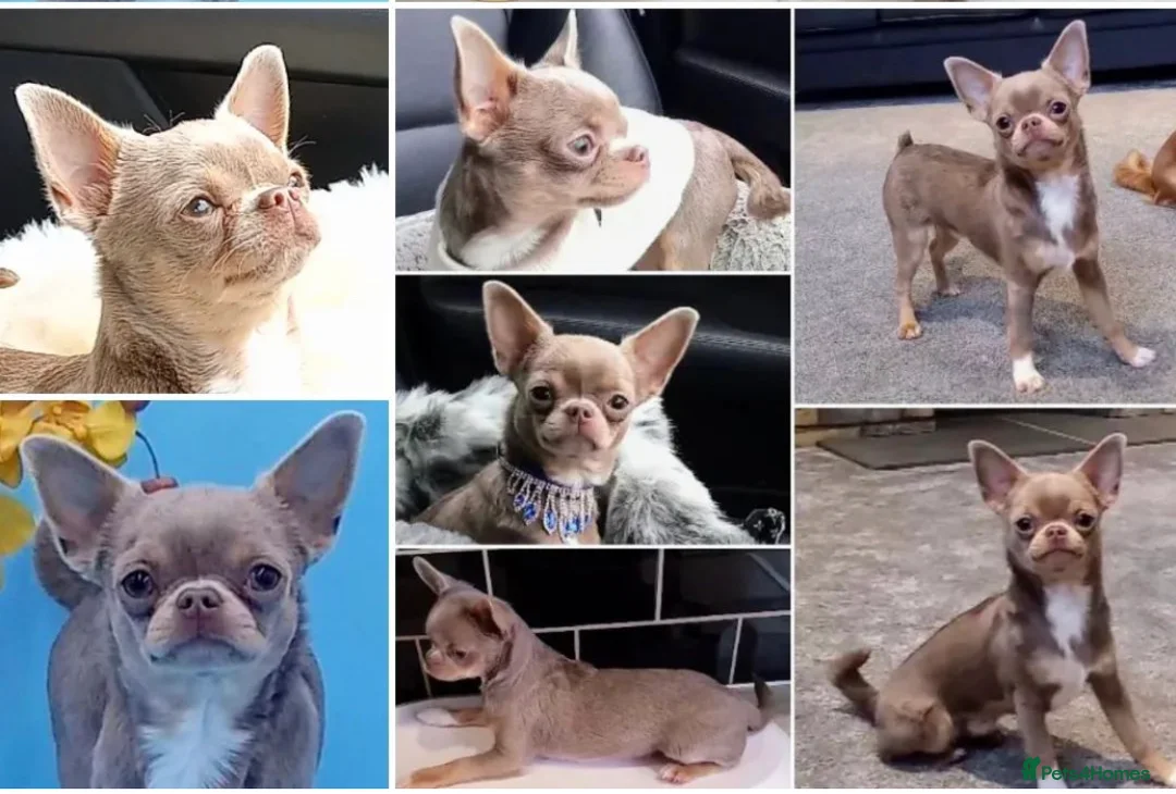 Chihuahua dogs for stud: Proven Stud  in Tamworth - Advert 5