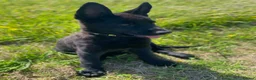 German Shepherd dogs for sale: Working-Line German Shepherd Puppies - Cornwall - Advert 13