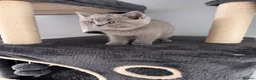 British Shorthair cats for sale: 🐾 British Shorthair Looking for Their Homes 🐾 - Advert 8
