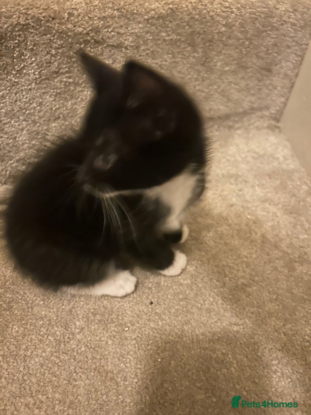 Mixed Breed cats for sale: Kittens for Sale £50 per kitten  - Advert 2