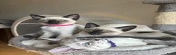 Ragdoll cats for sale: 4 Ragdoll/Siamese Kittens - Ready to go home - Advert 2