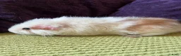 Guinea Pig rodents for sale: Male bonded guinea pigs  - Advert 3