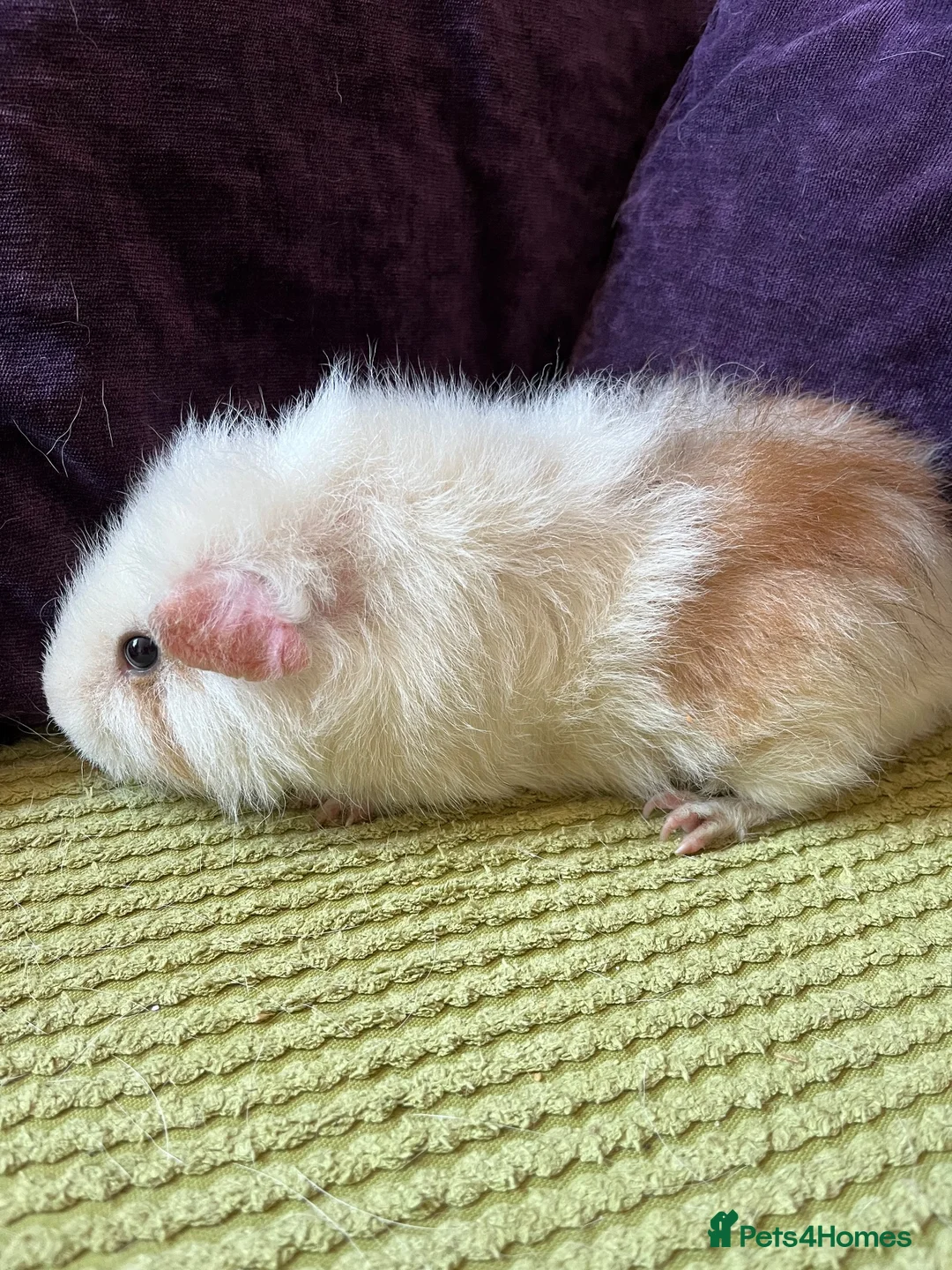 Guinea Pig rodents for sale: Male bonded guinea pigs  - Advert 3