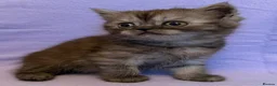 British Shorthair cats for sale: British shorthair X Persian kittens  - Advert 19
