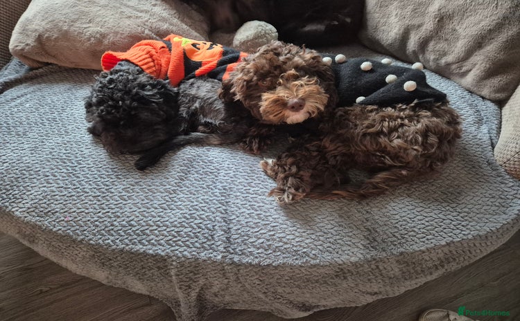 Cockapoo dogs - Advert 1