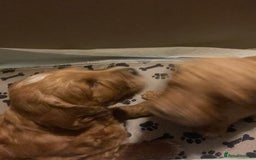 Mixed Breed dogs for sale: Irish doodle x Poodle Pointer puppies. Stunning!!! - Image 11