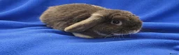 Dutch rabbits for sale: Rabbits for sale  - Advert 3
