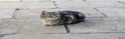 Bengal cats for sale: 2 YEAR OLD FEMALE TABBY CAT FOR SALE - Advert 4