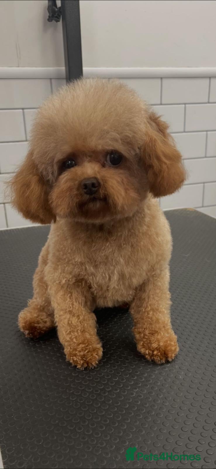 Maltipoo dogs Extensively DNA clear ASIAN MALTIPOO - Advert 2