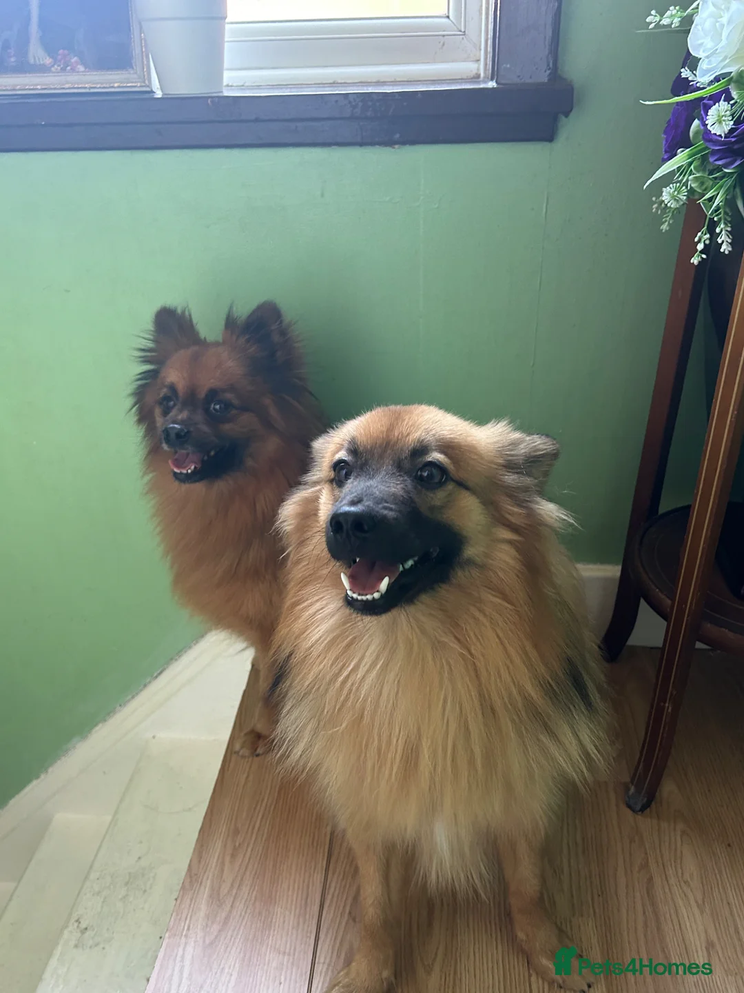Pomeranian dogs for sale: Two Pomeranians for sale (together)  in Edgware - Advert 1