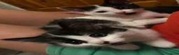 Mixed Breed cats for sale: Kittens - Advert 14
