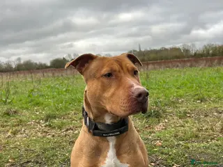 Mixed Breed dogs AM Staff x English Bull Terrier - Advert 4