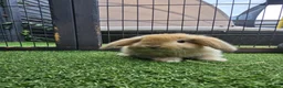 Mini Lop rabbits for sale: Beautiful mini lops for sale 💙🩷 - Advert 19