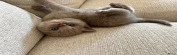 British Shorthair cats for sale: British Shorthair Lilac Boy for Sale ✨ - Advert 2