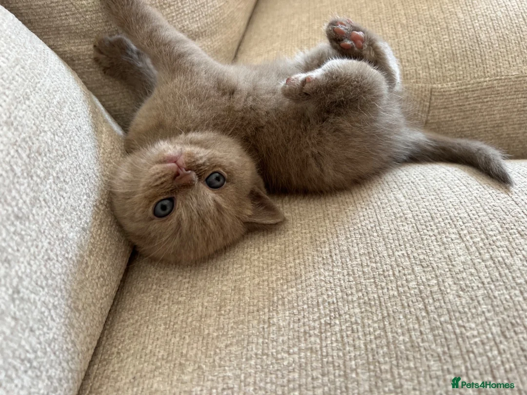 British Shorthair cats for sale: British Shorthair Lilac Boy for Sale ✨ - Advert 2