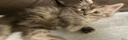 Persian cats for sale: Cute Half Persian Kittens  - Advert 2