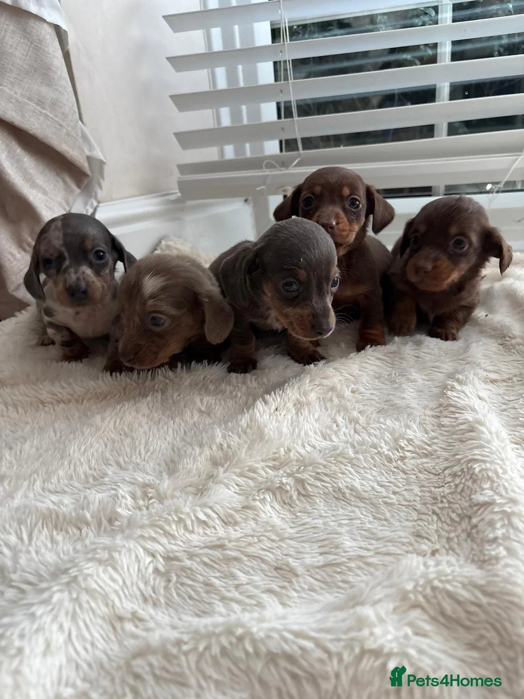 Miniature Dachshund dogs for sale: Miniature dachshunds  - Advert 13