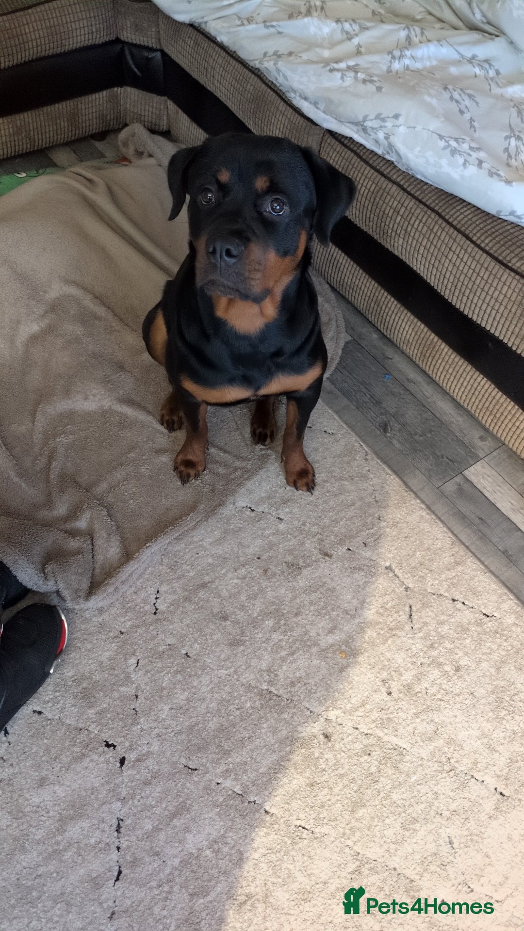 Rottweiler dogs for sale: Female 1 year old rottweiler  - Advert 2