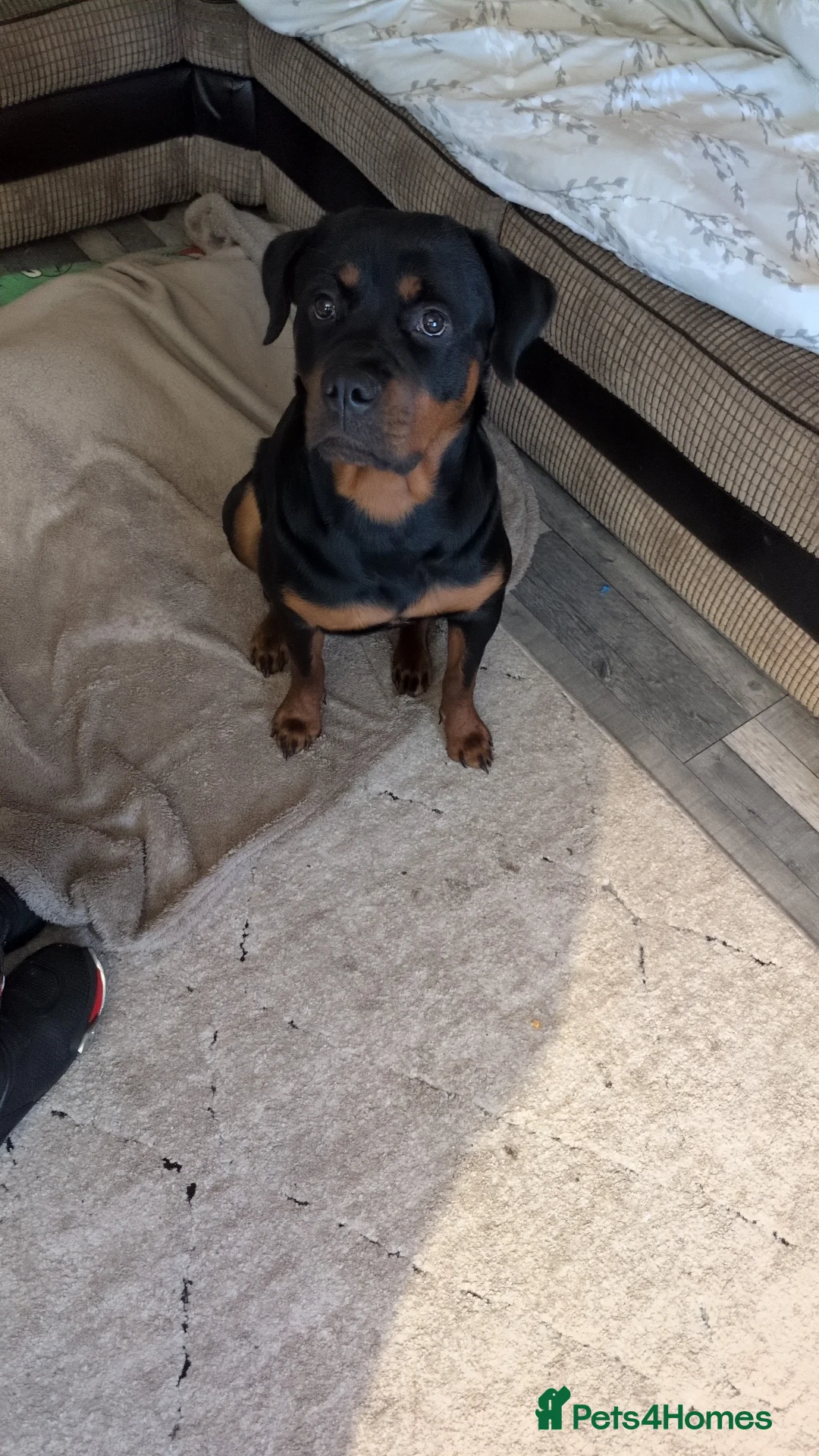 Rottweiler dogs for sale: Female 1 year old rottweiler  - Advert 2