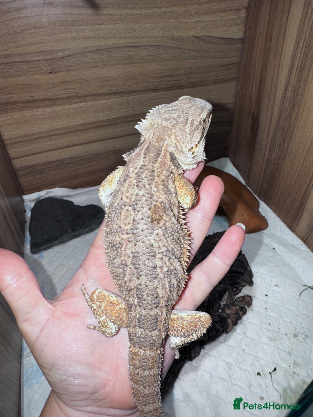 Gecko reptiles for sale: Lizards for rehome  - few to choose from  in Nottingham - Advert 19
