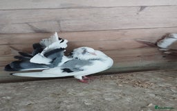Pigeons birds for sale: Lovely fantails for sale  - Image 8