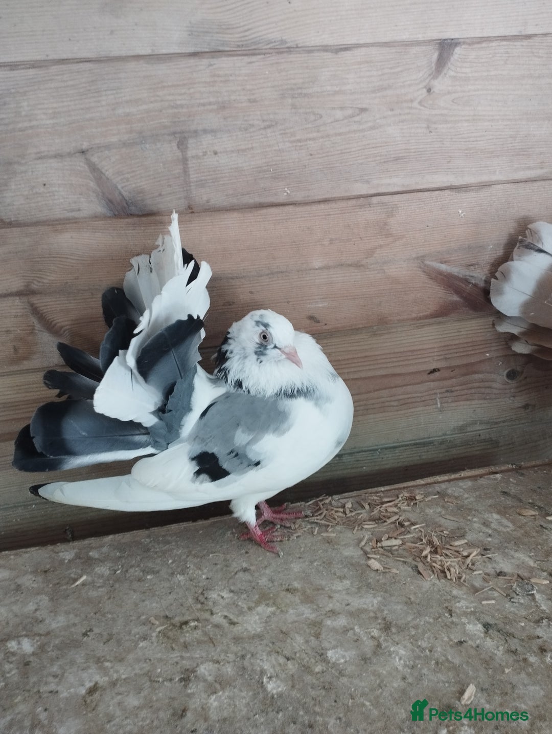Pigeons birds for sale: Lovely fantails for sale  - Image 8