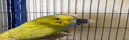 Budgerigars birds for sale: 5 Budgies for sale  - Advert 5