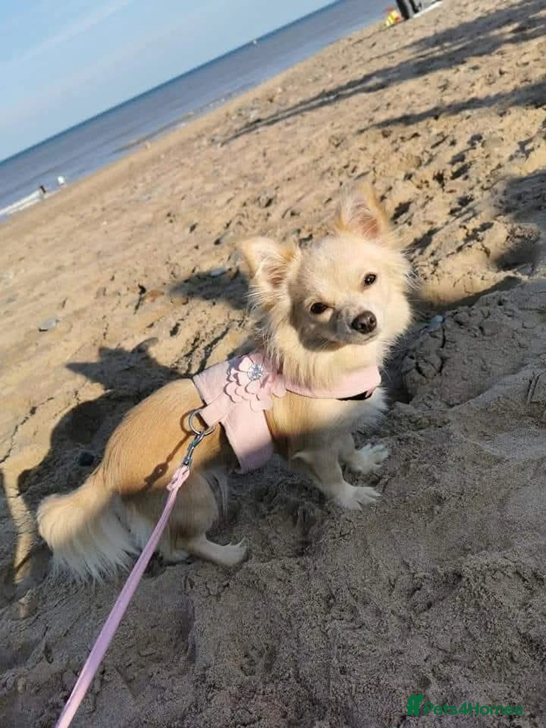 Chihuahua dogs for sale: Pure Chihuahua puppies  - Advert 1