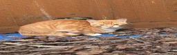 Mixed Breed cats for sale: Male Kitten Looking for Calm, Patient Home - Advert 2