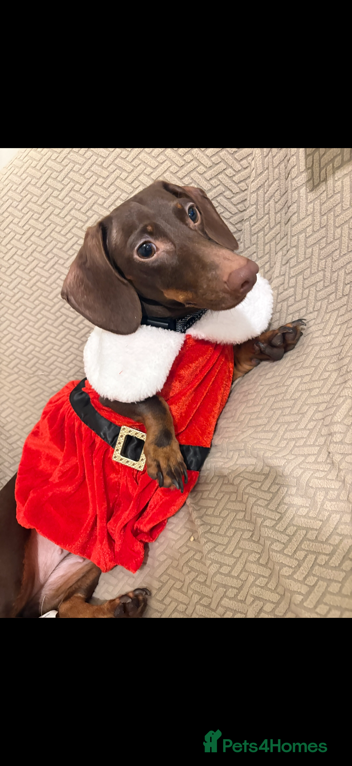 Miniature Dachshund dogs Miniature dachshund, Female.  2 years old - Advert 1