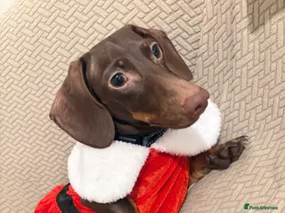 Miniature Dachshund dogs Miniature dachshund, Female. 2 years old - Advert 1