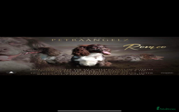 Cocker Spaniel dogs for sale: Working cocker spaniels  - Advert 8