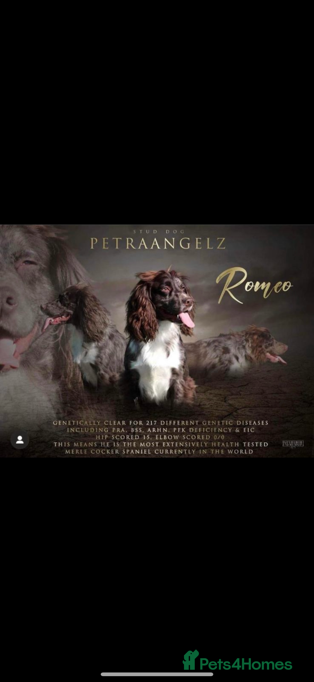 Cocker Spaniel dogs for sale: Working cocker spaniels  - Advert 8